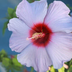 Summer Spice® Hardy Hibiscus Bleu Brulee™ 7 Summer Spice® Hardy Hibiscus Bleu Brulee™ -Garden Plant Store Bleu Brulee Hibiscus 1