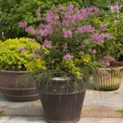 Bloomerang® Lilac Shrub -Garden Plant Store Bloomerang Lilac Shrub 1