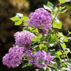 Bloomerang® Lilac Shrub -Garden Plant Store Bloomerang Lilac Shrub 2