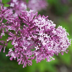 Bloomerang® Lilac Tree -Garden Plant Store Bloomerang Lilac Shrub 5 FGT 0736f998 d271 49c8 b6f9 c5a804ca9df7