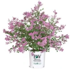 Bloomerang® Lilac Shrub -Garden Plant Store Bloomerang Lilac Shrub 8 5G