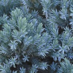 Blue Star Juniper Shrub -Garden Plant Store Blue Star Juniper 2