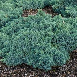 Blue Star Juniper Shrub -Garden Plant Store Blue Star Juniper 4