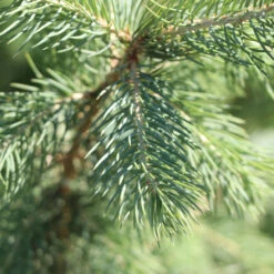 Blue Wonder Spruce Tree 9 Blue Wonder Spruce Tree -Garden Plant Store Blue Wonder Spruce 3 FGT