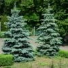 Blue Wonder Spruce Tree -Garden Plant Store Blue Wonder Spruce 600x600 26193ce5 cb4c 4e46 8366 037a0a8f601d