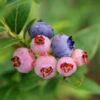 3-in-1 Blueberry Bush 1 3-in-1 Blueberry Bush -Garden Plant Store Blueberry 3in1 600x600 1aa08fd7 bd51 41f6 bac0 a9579467c982