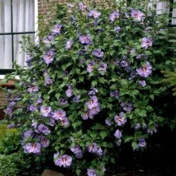 Bluebird Rose Of Sharon Hibiscus Shrub 7 Bluebird Rose Of Sharon Hibiscus Shrub -Garden Plant Store Bluebird Hibiscus 2