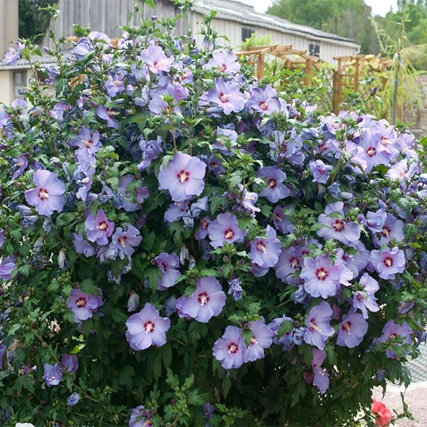 Bluebird Rose Of Sharon Hibiscus Shrub 3 Bluebird Rose Of Sharon Hibiscus Shrub