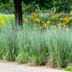 Blues Little Bluestem Grass 8 Blues Little Bluestem Grass -Garden Plant Store Bluestem Grass The Blues 5 FGT