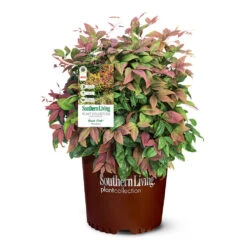 Blush Pink™ Nandina Shrub -Garden Plant Store Blush Pink Nandina 6