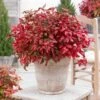 Blush Pink™ Nandina Shrub -Garden Plant Store Blush Pink Nandina 600x600 60ae8e3f f699 4fdc aa60 41bdb9f2debf