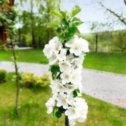 Blushing Delight™ Columnar Apple Tree 10 Blushing Delight™ Columnar Apple Tree -Garden Plant Store Blushing Delight Columnar Apple 3
