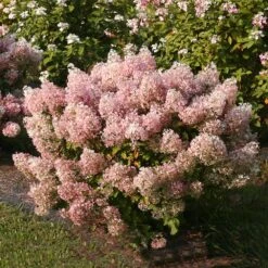 Bobo® Hydrangea Shrub 11 Bobo® Hydrangea Shrub -Garden Plant Store Bobo Hyrangea 4 FGT