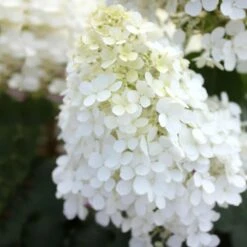 Bobo® Hydrangea Shrub 12 Bobo® Hydrangea Shrub -Garden Plant Store Bobo Hyrangea 5