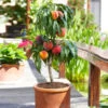Bonanza Patio Peach Tree 1 Bonanza Patio Peach Tree -Garden Plant Store Bonanza Peach tree FGT 600x600 83c19420 6371 443a 8b39 ed964c3d6525