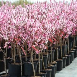 Bonfire Patio Peach Tree -Garden Plant Store Bonfire Peach 4