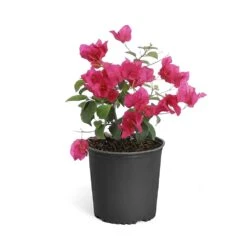 Barbara Karst Bougainvillea -Garden Plant Store Bougainvillea Barbera Karst 6inch 68480f0d df5e 4cb0 b8d1 912b64b1b5ce