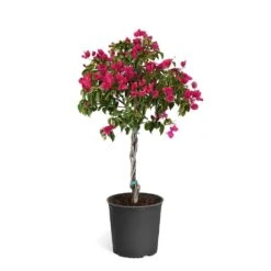 Barbara Karst Bougainvillea -Garden Plant Store Bougainvillea Barbera Karst Tree 46e6ff16 c20a 427c 82cd c6d7d103fd68