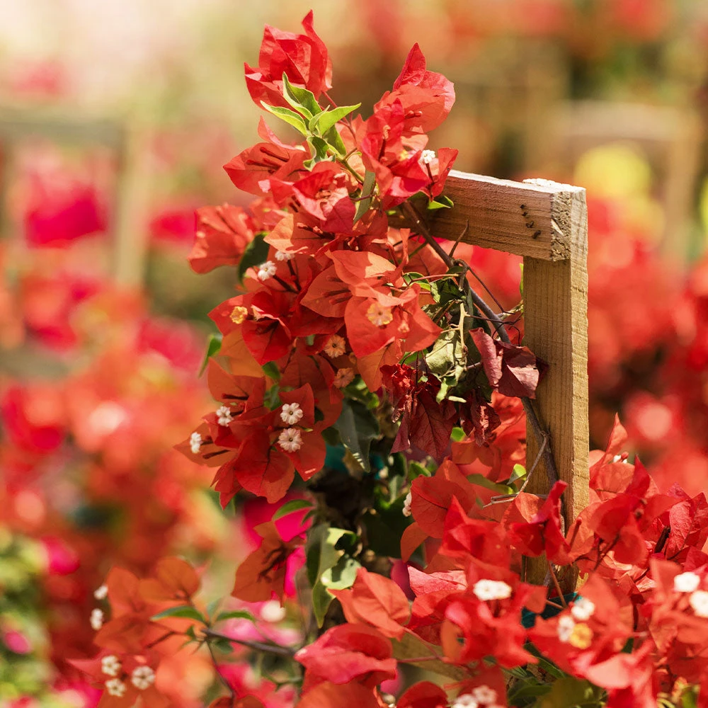 Sundown Orange Bougainvillea 6 Sundown Orange Bougainvillea - Image 4