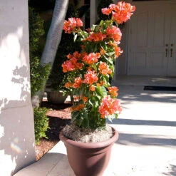 Sundown Orange Bougainvillea 12 Sundown Orange Bougainvillea -Garden Plant Store Bougainvillea Sundown 4