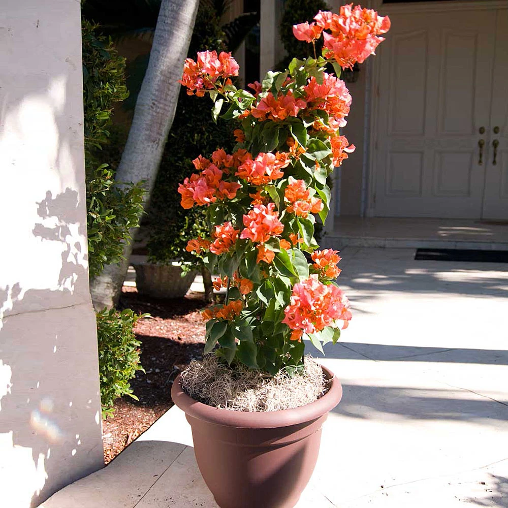 Sundown Orange Bougainvillea 5 Sundown Orange Bougainvillea - Image 3