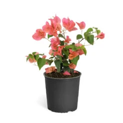 Sundown Orange Bougainvillea 17 Sundown Orange Bougainvillea -Garden Plant Store Bougainvillea Sundown 6qt
