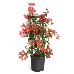 Sundown Orange Bougainvillea 14 Sundown Orange Bougainvillea -Garden Plant Store Bougainvillea Sundown TR