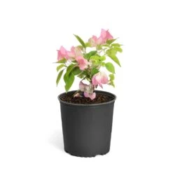 Thai Delight Bougainvillea 15 Thai Delight Bougainvillea -Garden Plant Store Bougainvillea Thai 6inch 2b64339f 3e7d 4698 81c3 7b79fad40cd5