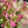 Thai Delight Bougainvillea -Garden Plant Store Bougainvillea Thai FGT 600x600 d6b29cf6 b979 48df 8763 85911721860b