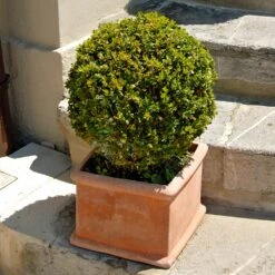 Titan Boxwood Shrub -Garden Plant Store Boxwood Titan 6