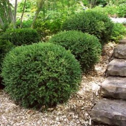 Wintergreen Boxwood Shrub -Garden Plant Store Boxwood Wintergreen 2
