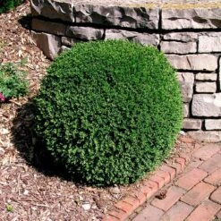 Wintergreen Boxwood Shrub -Garden Plant Store Boxwood Wintergreen 3