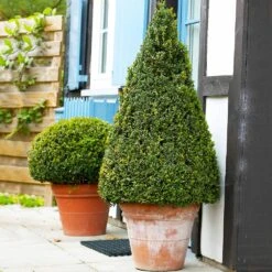 Wintergreen Boxwood Shrub -Garden Plant Store Boxwood Wintergreen 4