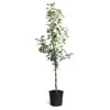 Braeburn & Gala Twisted Apple Tree -Garden Plant Store Braeburn Gala Twisted Apple Tree 600x600 68b45608 86c4 45df a88d 1630d60d164f