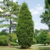 Brodie Eastern Red Cedar Tree -Garden Plant Store Broadie Eastern Red Cedar FGT 600x600 ebc0e218 8a8b 4127 a8e6 f6b95e60613a