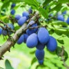 Brooks Plum Tree -Garden Plant Store Brooks Plum 600x600 dbabda0f fd58 4a5e 853b c051820ba0d6