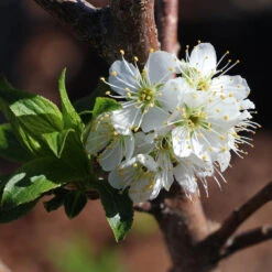 Bubblegum 'Toka' Plum Tree -Garden Plant Store Bubblegum Toka Plum 4