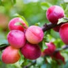 Bubblegum 'Toka' Plum Tree 2 Bubblegum 'Toka' Plum Tree -Garden Plant Store Bubblegum Toka Plum 600x600 3fd2eab2 a788 4765 814b 781f19339254