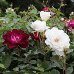Burgundy Iceberg And Iceberg Two-fer® Rose Tree -Garden Plant Store Burgandy Iceburg ROse Tree 1