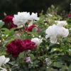 Burgundy Iceberg And Iceberg Two-fer® Rose Tree -Garden Plant Store Burgandy Iceburg ROse Tree 600x600 7408cf92 533a 4304 9224 4b16542c1c73