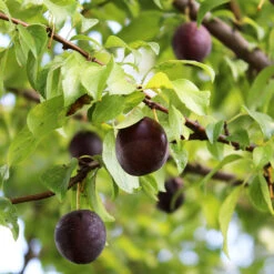 Burgundy Plum Tree 10 Burgundy Plum Tree -Garden Plant Store Burgundy Plum 1
