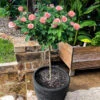 Cherish Rose Tree 1 Cherish Rose Tree -Garden Plant Store CHerish Rose Tree 600x600 b551c3a5 d832 4cbe 9cbe 9626314e8eca
