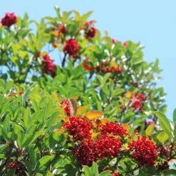 Chindo Sweet Viburnum Shrub 9 Chindo Sweet Viburnum Shrub -Garden Plant Store CHindo Viburnum 1