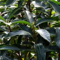 Chindo Sweet Viburnum Shrub 10 Chindo Sweet Viburnum Shrub -Garden Plant Store CHindo Viburnum 3