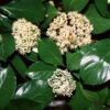 Chindo Sweet Viburnum Shrub 2 Chindo Sweet Viburnum Shrub -Garden Plant Store CHindo Viburnum 600x600 314dca2a 104d 46fa 8ff4 997bc28d247f