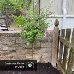 Dwarf Korean Lilac Tree 12 Dwarf Korean Lilac Tree -Garden Plant Store CPB DwarfKoreanLilacTree Julie ugc test