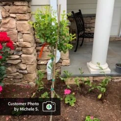 Dwarf Korean Lilac Tree 11 Dwarf Korean Lilac Tree -Garden Plant Store CPB DwarfKoreanLilacTree MicheleS ugc test