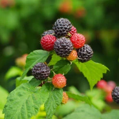 Cumberland Black Raspberry -Garden Plant Store CUmberland Black RAspberry 1 FGT