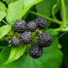 Cumberland Black Raspberry 2 Cumberland Black Raspberry -Garden Plant Store CUmberland Black RAspberry 5 FGT