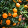 Calamondin Bush 1 Calamondin Bush -Garden Plant Store Calamondin2 Bush FGT 600x600 9e8d15f8 b498 4030 97e9 1ec6aaff2b96